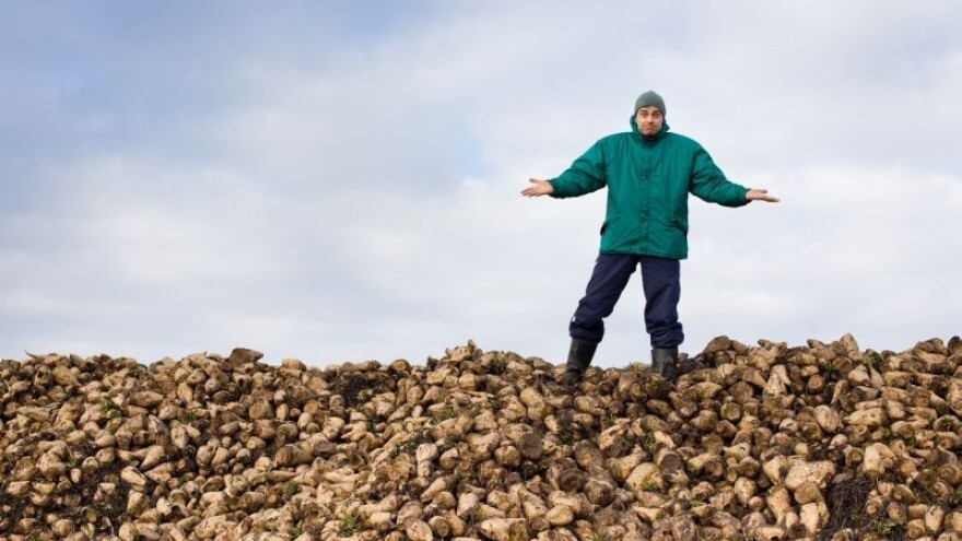 Gorak je ratarima hrvatski šećer!
