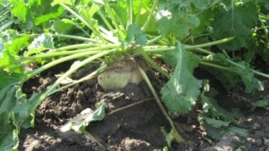 Novi hibridi šećerne repe za vrhunske rezultate