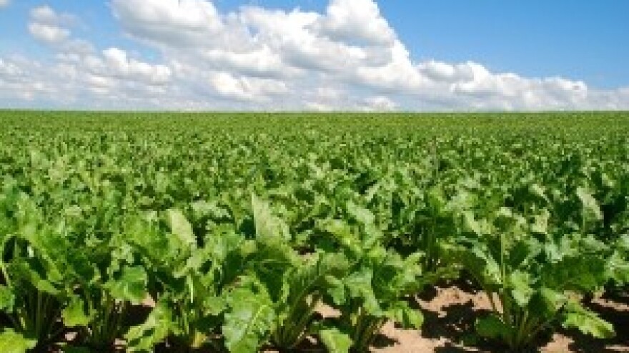 Ušteda na jesenskoj gnojidbi šećerne repe