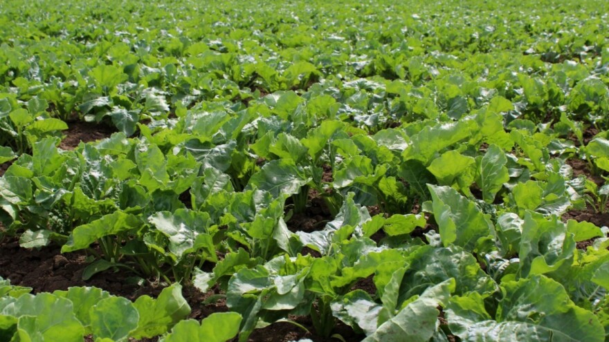 Francuski stručnjaci odredili alternative neonikotinoidima