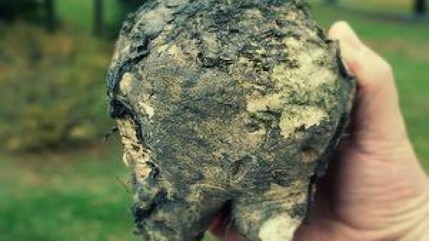 Šećerna repa - i dalje dohodovna kultura