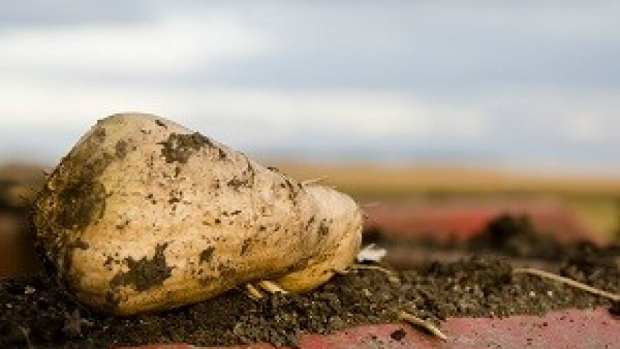 Zadovoljni i manjom cijenom šećerne repe
