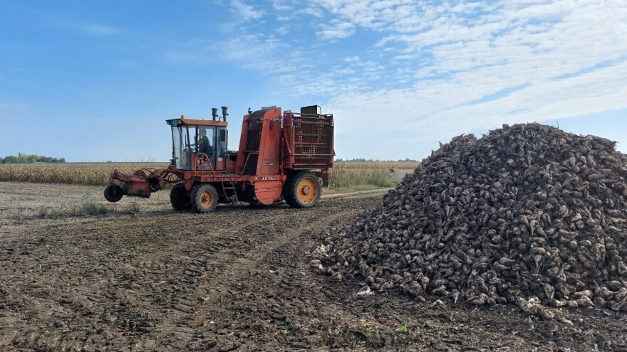 Isplaćen deo subvencija za šećernu repu, do kraja nedelje ostatak