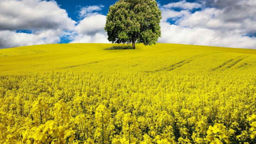 Rast cena uljarica u Bugarskoj