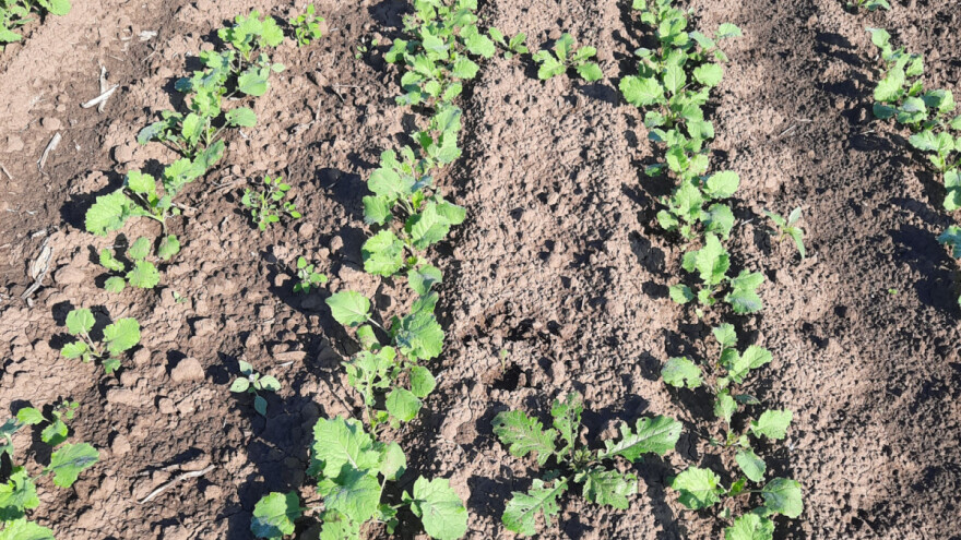 Uljana repica na udaru štetočina - kako je zaštititi?