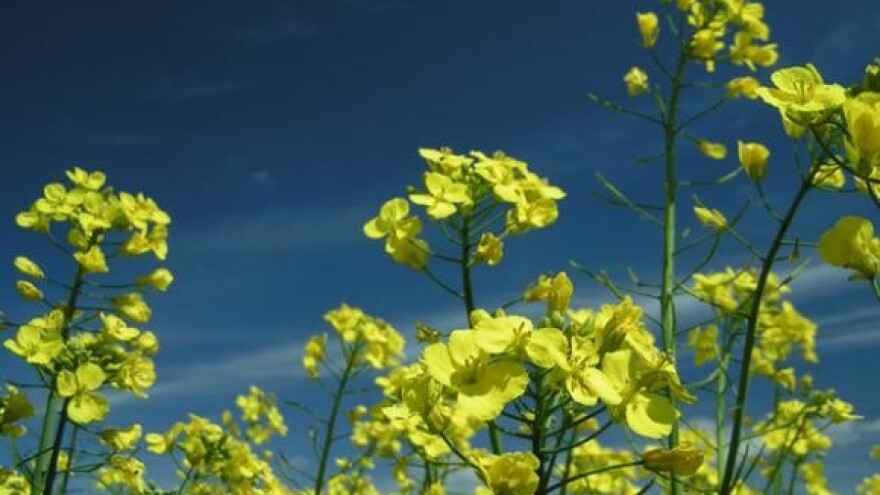 Dan polja pšenice i uljane repice