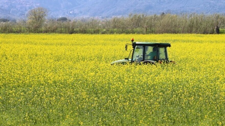 Repičin sjajnik umanjuje urod i do 50 posto!