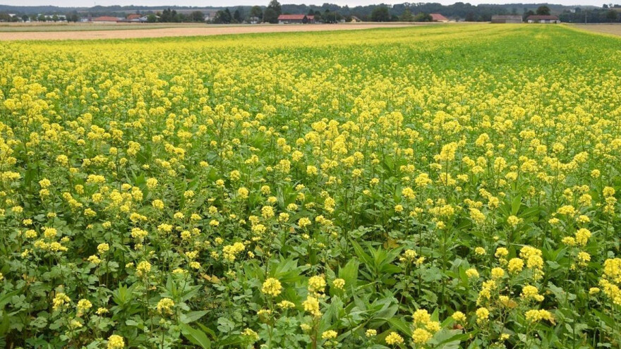 Zaoravaju uljanu repicu, a cijena sve viša - francuski ratari u problemu