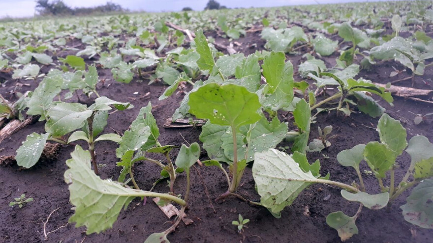 Septembarske kiše za uljanu repicu su prava "bombonica"