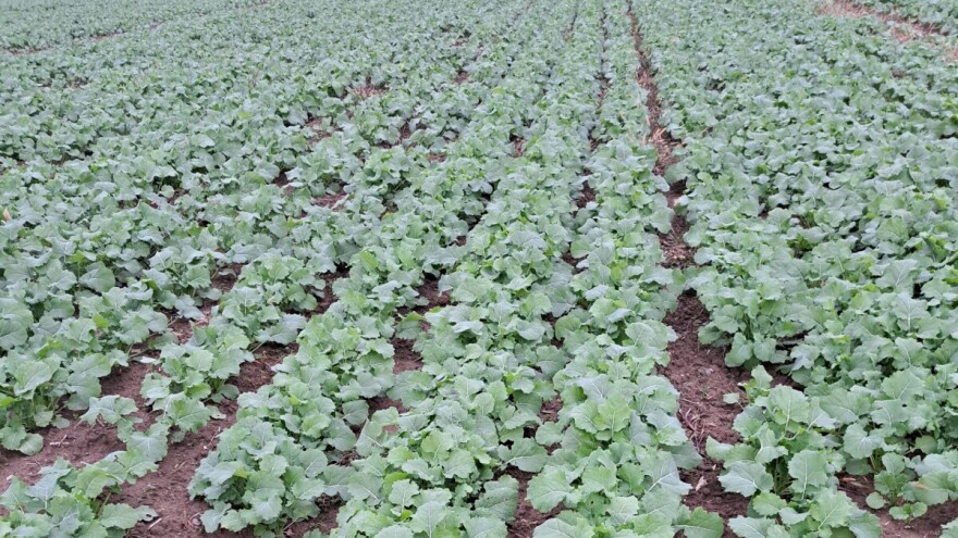 Siva trulež prisutna u usevima uljane repice. Obilazite parcele i pratite stanje