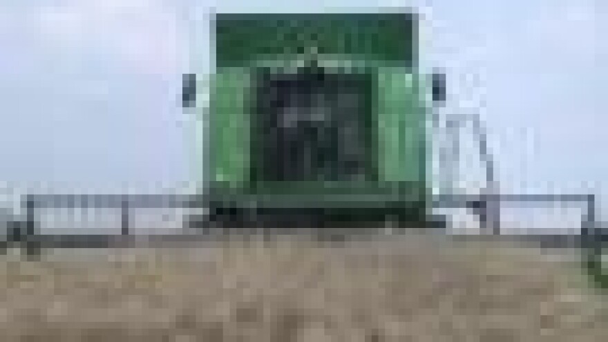 Cijena uljane repice