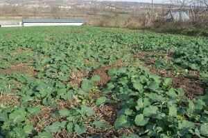 Vrijeme je za suzbijanje korova u uljanoj repici