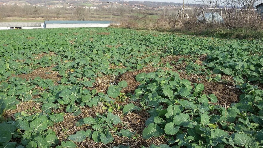 Vrijeme je za suzbijanje korova u uljanoj repici