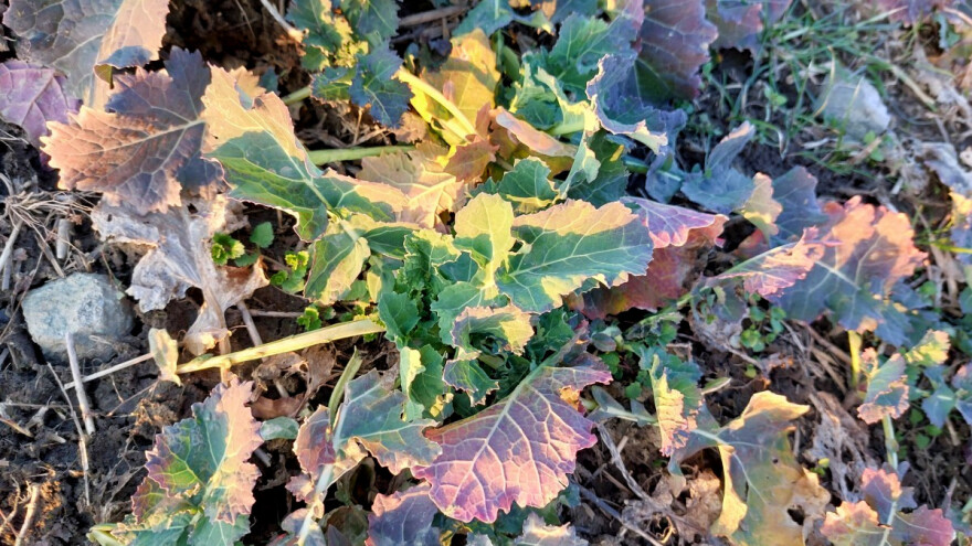 Kako pratiti štetnike u usjevu uljane repice?