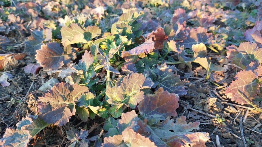 Ne odlažite prihranu uljane repice, kada primijetite maslačak vrijeme je za zaštitu