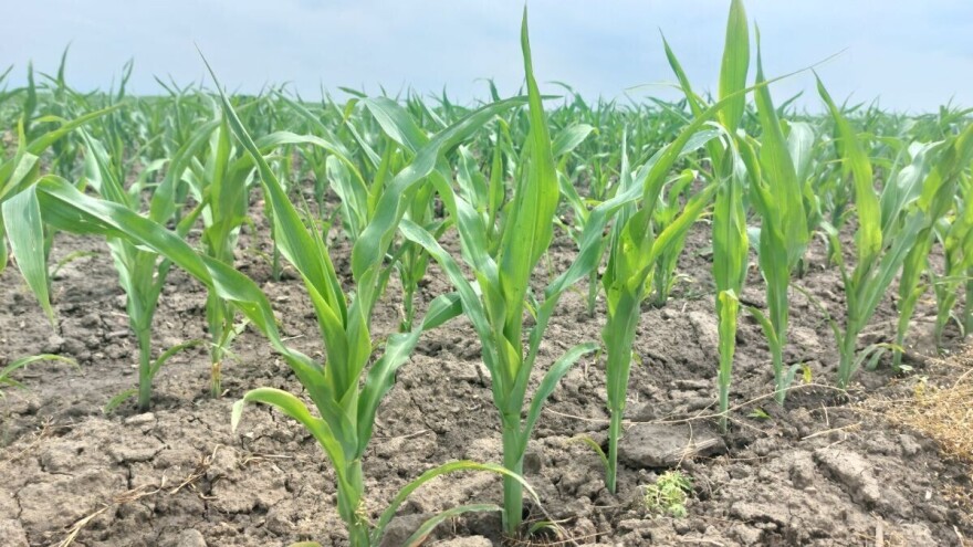 Vreme će i dalje biti nestabilno uz povoljne uslove za razvoj bolesti i štetočina