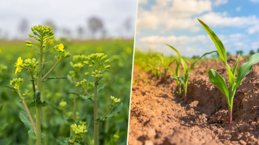 Lumiposa® 625 FS: zaštita mladih biljaka od insekata