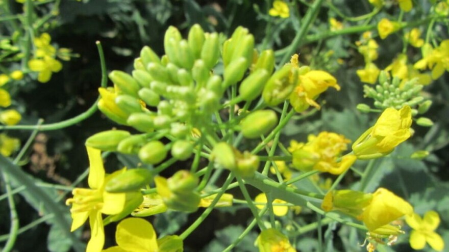 Stara Pazova: Ove godine, prinosi strnina manji za skoro 40 odsto