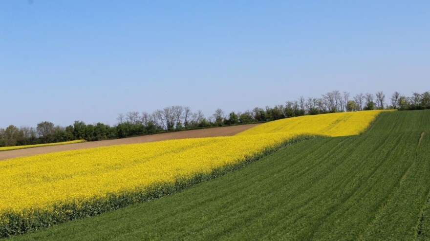 Gnojidba uljane repice