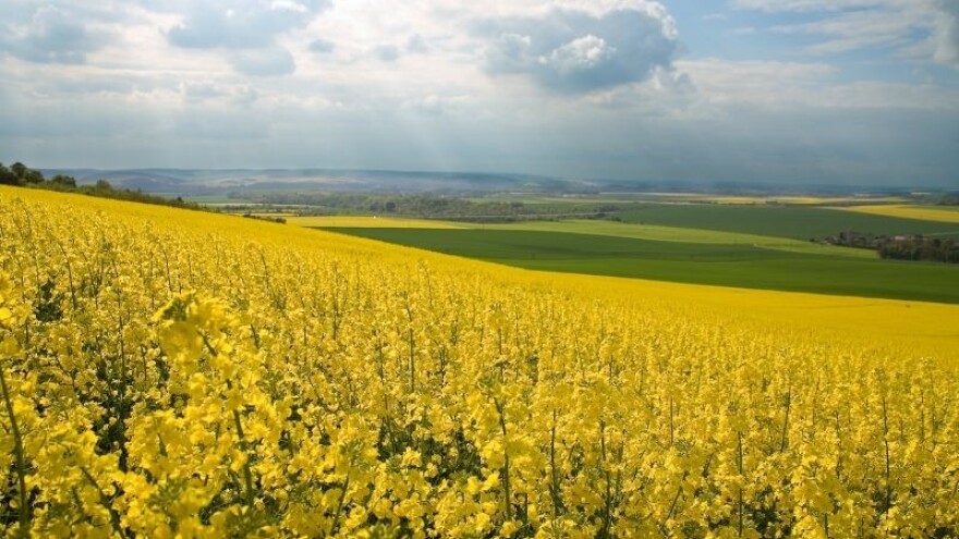 Zaštita uljane repice počinje još prije sjetve