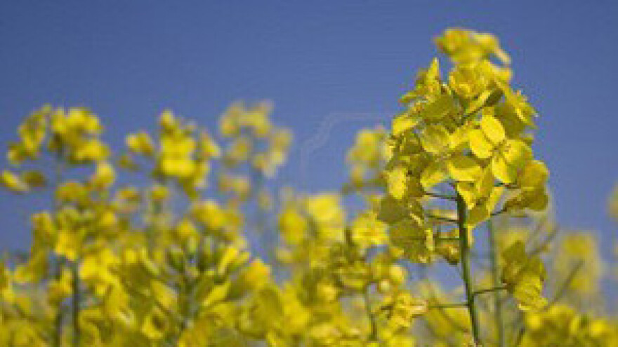 Propala rujanska sjetva uljane repice