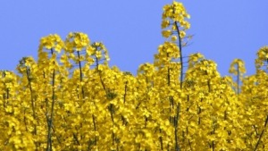 Svjetsko tržište uljarica u veljači 2013.