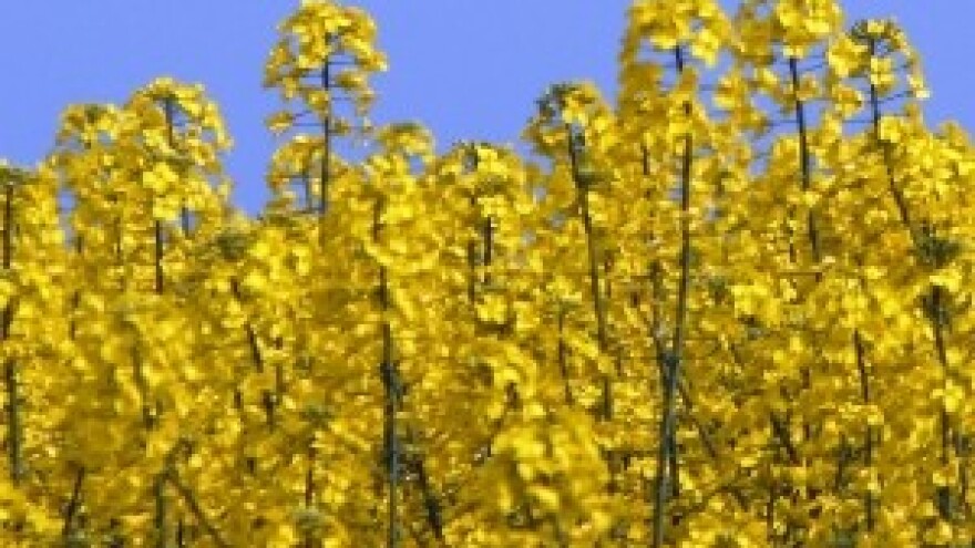 Uljana repica kao voluminozna krma za mliječne krave