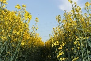 Proljetna zaštita od repičine pipe i sjajnika