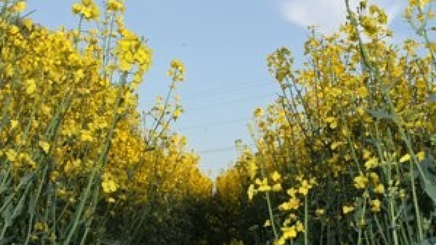 Proljetna zaštita od repičine pipe i sjajnika