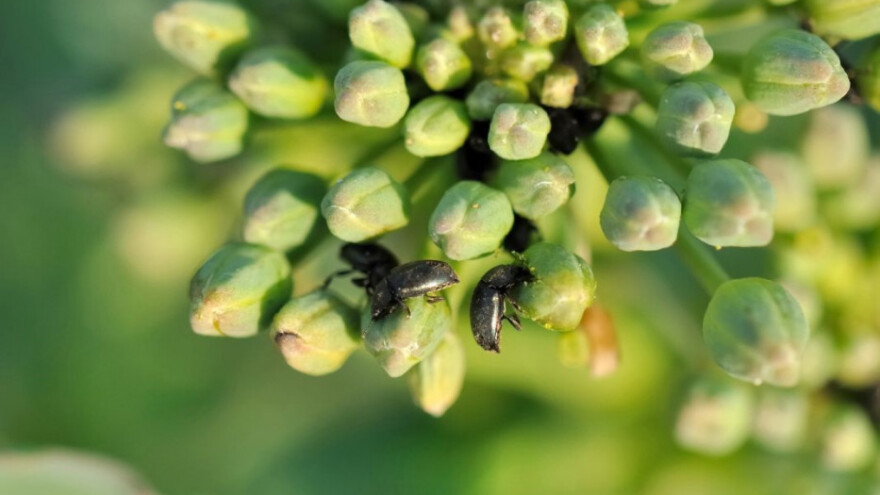 Uočena pojava sjajnika u uljanoj repici!