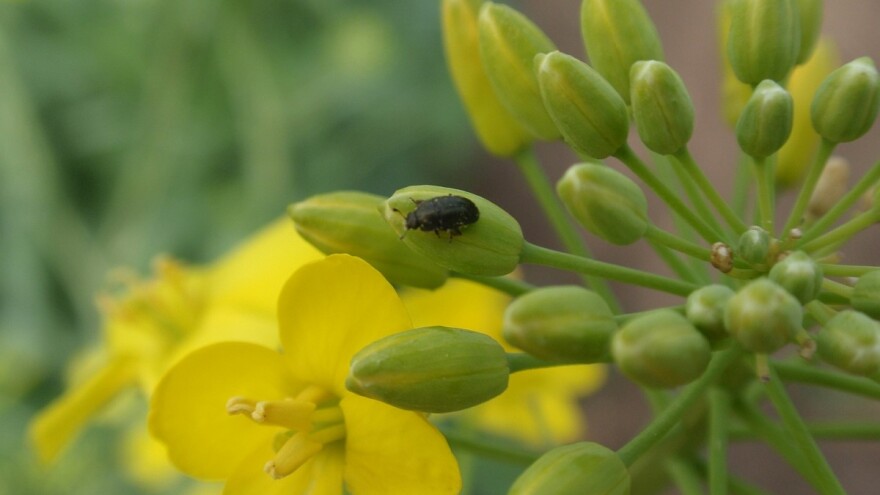 Repičin sjajnik u velikom broju na parcelama