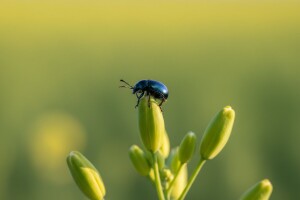 Repičin sjajnik - proljetni štetnik uljane repice