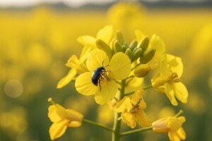 Repičin sjajnik umanjuje urod i do 50 posto!