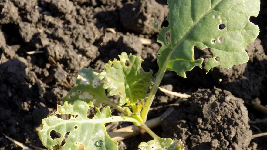 Kiša do vikenda - uočena repičina lisna osa i lisna vaš