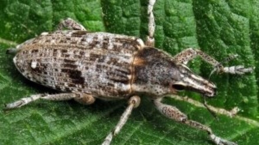 Pravo vrijeme za zaštitu šećerne repe od korova i štetnika