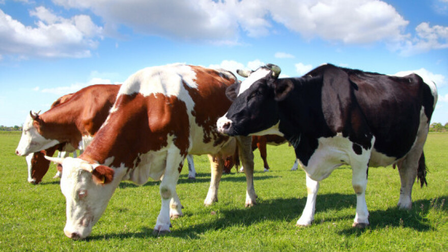 Izgradnja reprocentra za uzgoj tovnih pasmina goveda