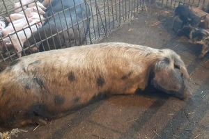 Resavka sa Radan planine u Šumadiju: Ukusno meso, lak uzgoj
