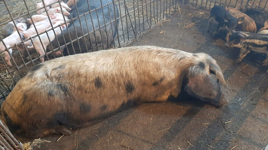 Resavka sa Radan planine u Šumadiju: Ukusno meso, lak uzgoj