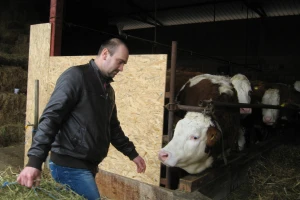Simentalka sa Resave - jedini izbor stočara