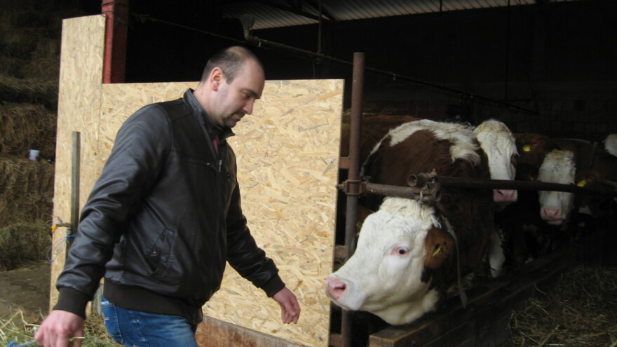 Simentalka sa Resave - jedini izbor stočara