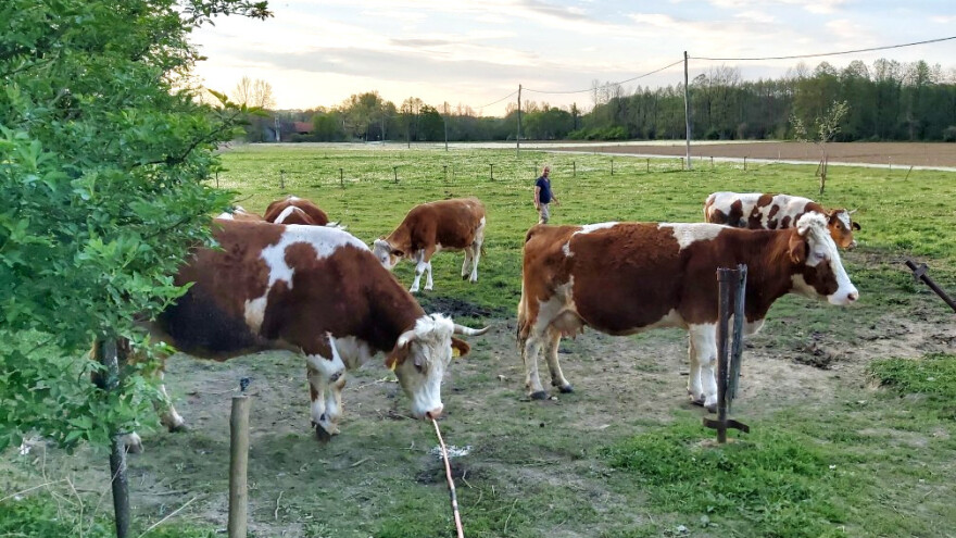 Mlijekom hrane telad i supruga napravi nešto sira jer prodaje zbog potresa nema