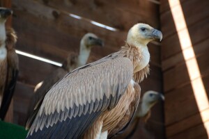 Zamiranje ovčarstva na kvarnerskim otocima ugrožava i opstanak bjeloglavih supova