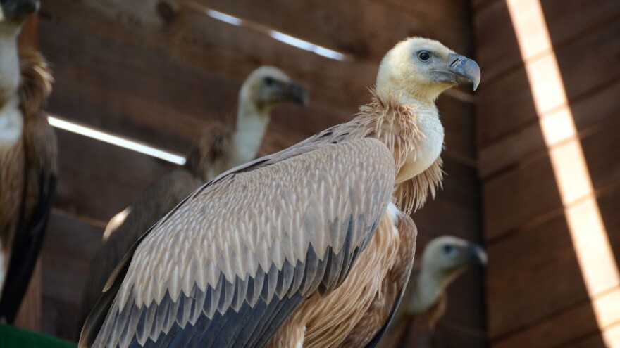 Zamiranje ovčarstva na kvarnerskim otocima ugrožava i opstanak bjeloglavih supova