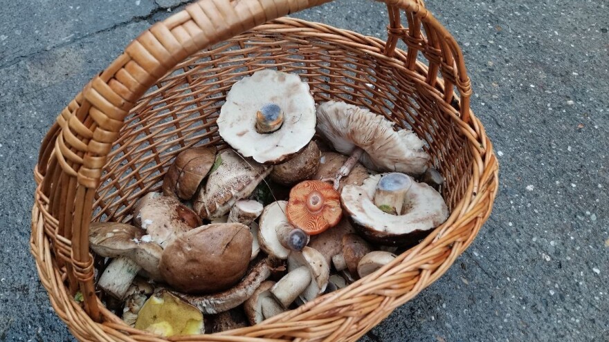 Koje retke gljive rastu u okolini Ćuprije?