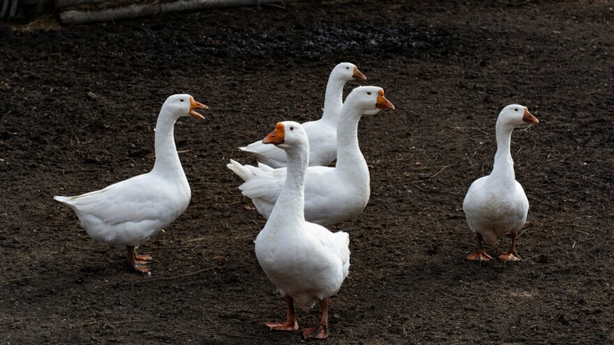 Rijetki uzgajivači gusaka: Na prodaju mast i meso, perje se ne isplati?