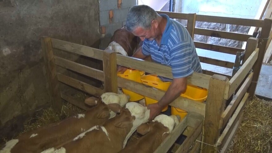 Kod Božidara krava otelila tri teleta: Zdravi su, lijepo rastu, samo još čekaju imena