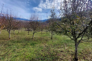 Još nije vrijeme za tretiranje bakrenim sredstvima - do kada čekati?