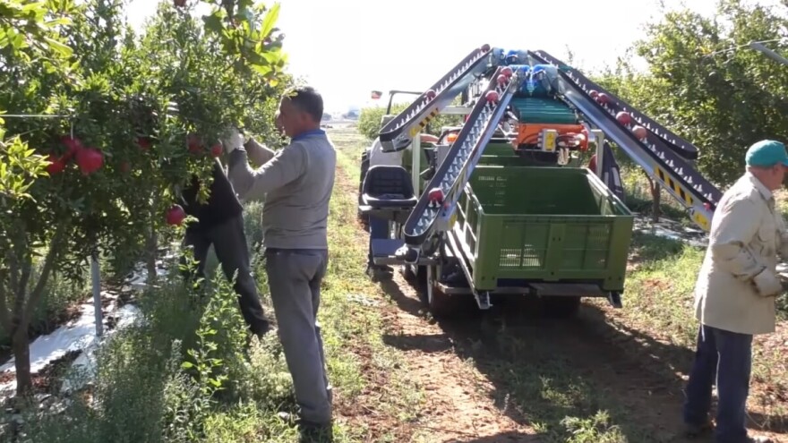 REVO PIUMA 4WD beračima olakšava berbu i transport voća