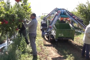 REVO PIUMA 4WD beračima olakšava berbu i transport voća