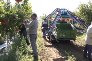 REVO PIUMA 4WD beračima olakšava berbu i transport voća